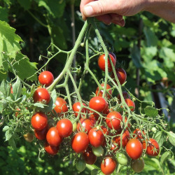 Tomate Cherry Centiflor