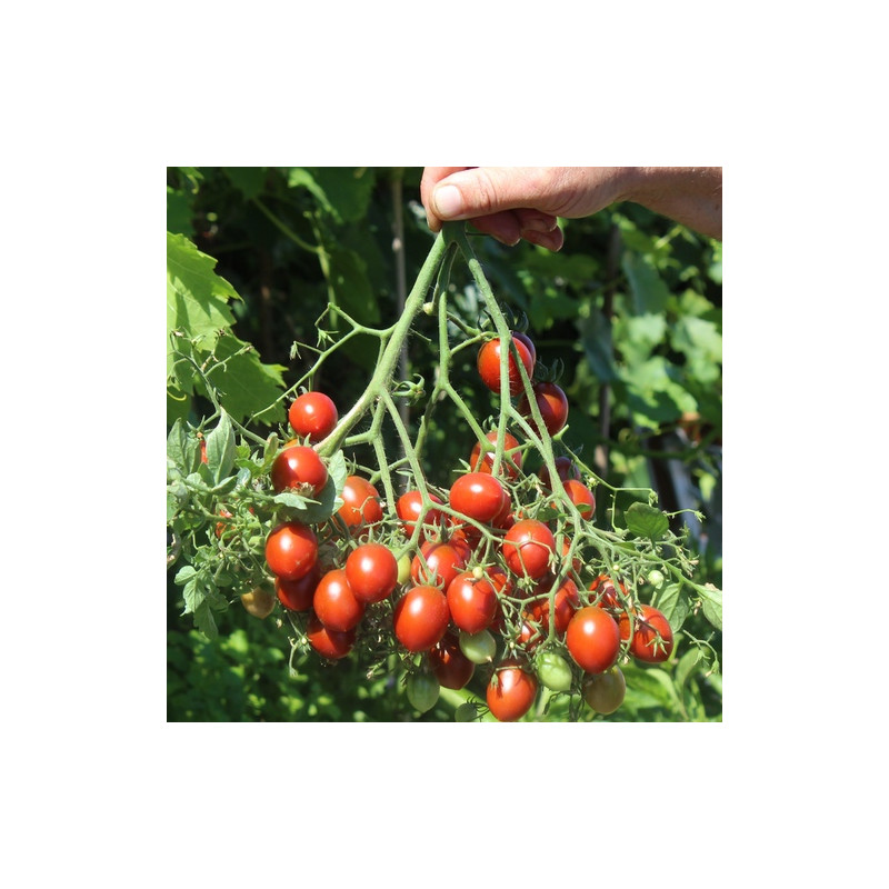 Tomate Cherry Centiflor