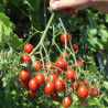 Tomate Cherry Centiflor