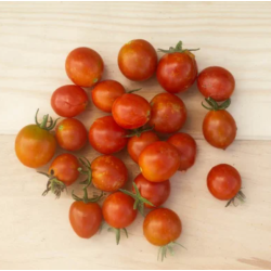 Tomate Cherry Centiflor
