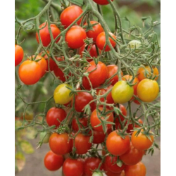 Tomate Cherry Centiflor