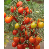 Tomate Cherry Centiflor