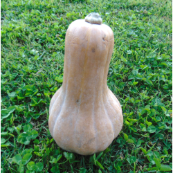 Zapallo Cacho
