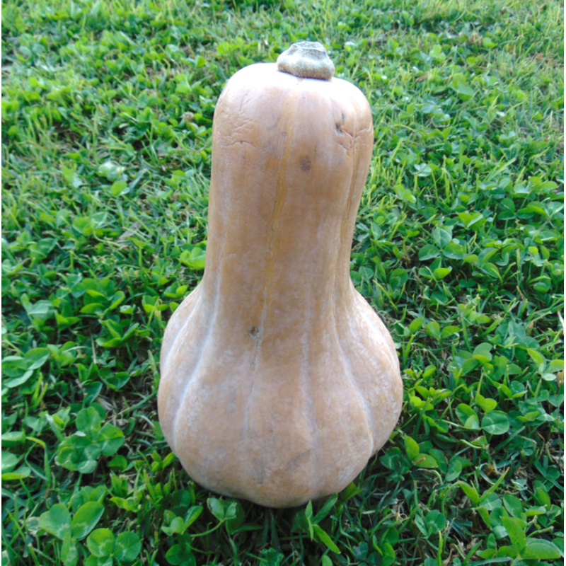 Zapallo Cacho