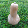 Zapallo Cacho