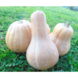 Zapallo Cacho