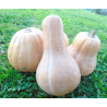 Zapallo Cacho