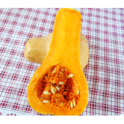 Zapallo Cacho