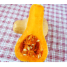 Zapallo Cacho
