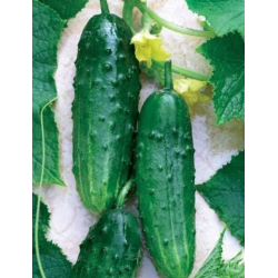 Pepinillo