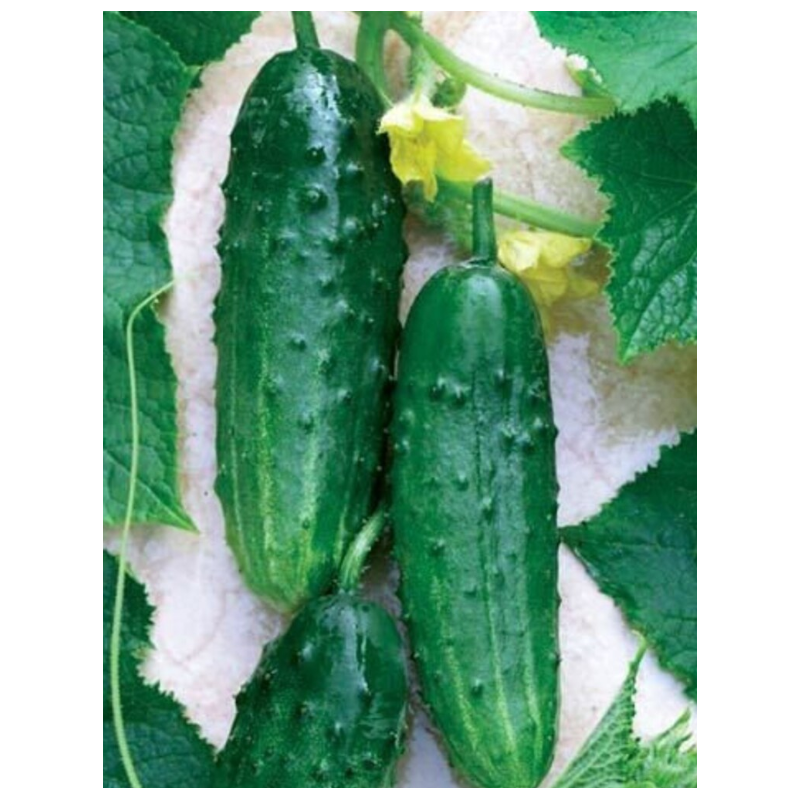 Pepinillo