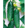 Pepinillo