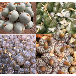 Mix conophytum