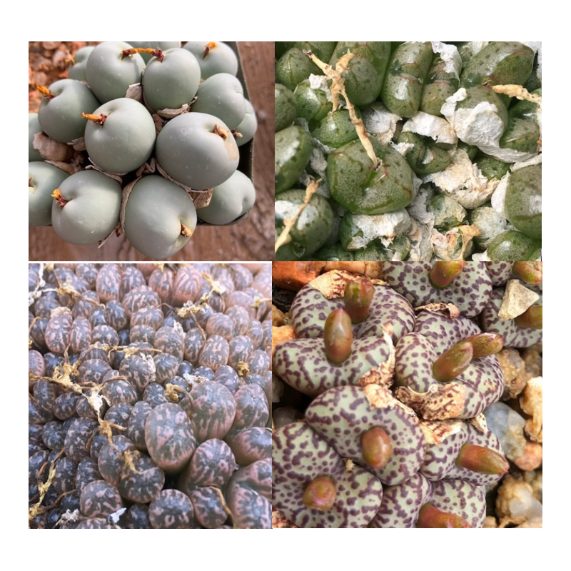 Mix conophytum