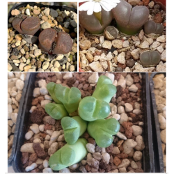 Mix conophytum