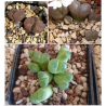 Mix conophytum