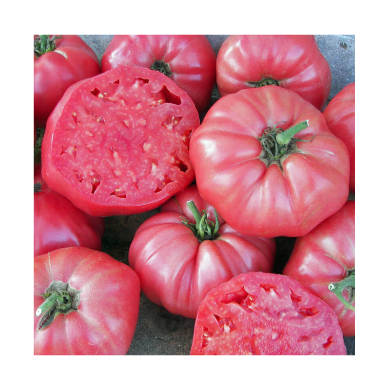 Tomate rosado