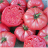 Tomate rosado
