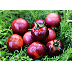Tomate cherry glossy rose blue