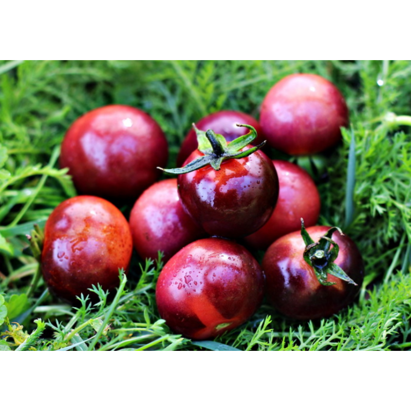 Tomate cherry glossy rose blue