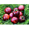 Tomate cherry glossy rose blue