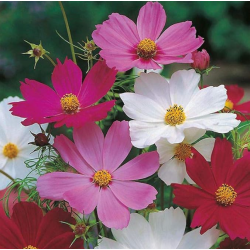 Cosmos mix