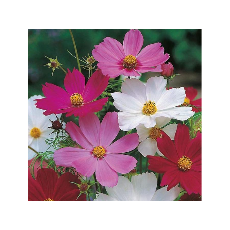 Cosmos mix
