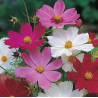Cosmos mix