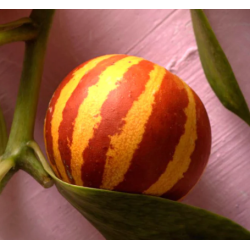 Melón tigre