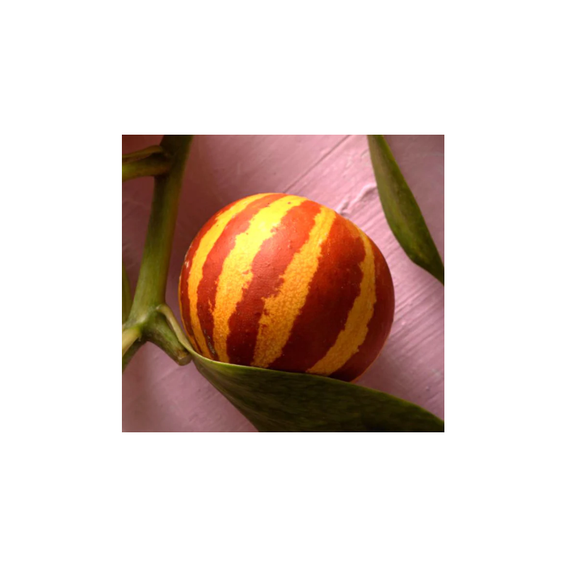 Melón tigre