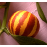 Melón tigre