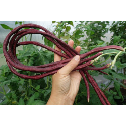 Poroto metro vaina roja