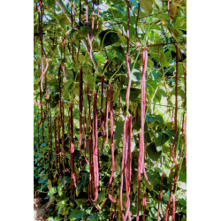 Poroto metro vaina roja