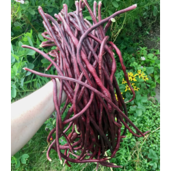 Poroto metro vaina roja