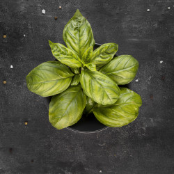 Albahaca