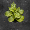 Albahaca