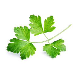 Cilantro