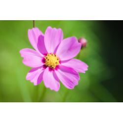 Cosmos mix