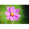 Cosmos mix