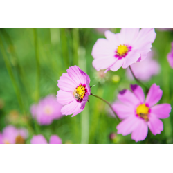 Cosmos mix