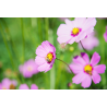 Cosmos mix