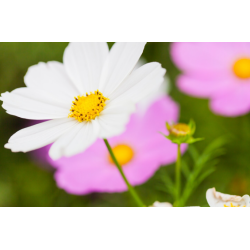 Cosmos mix