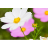 Cosmos mix