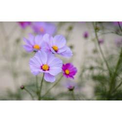 Cosmos mix