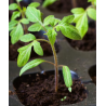 Tomate cherry glossy rose blue