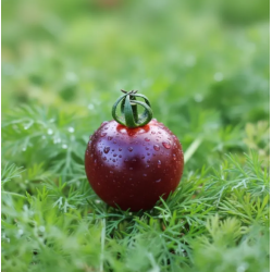 Tomate cherry glossy rose blue