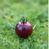 Tomate cherry glossy rose blue
