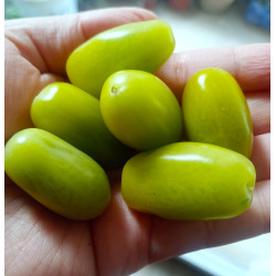 Tomate Cherry verde