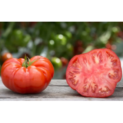 Tomate Limachino