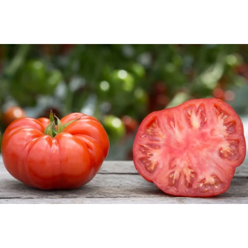 Tomate Limachino
